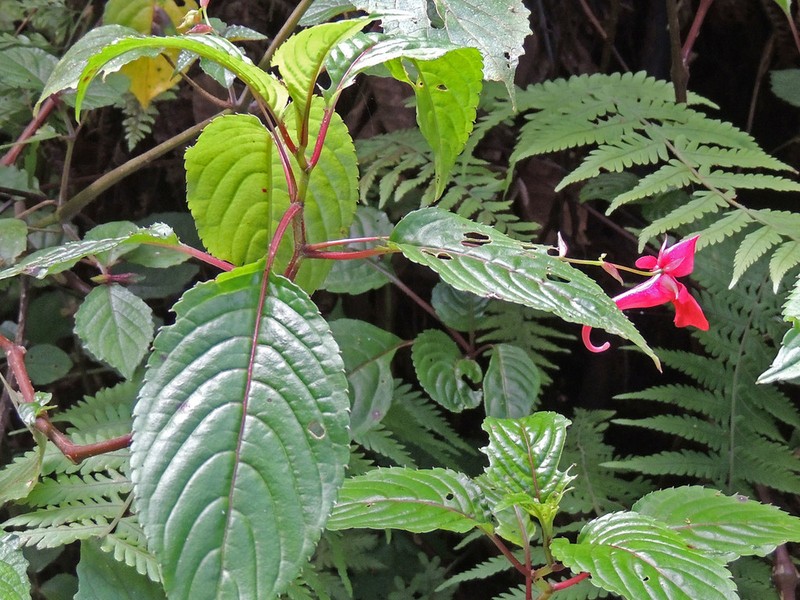 Impatiens fischeri photo 2