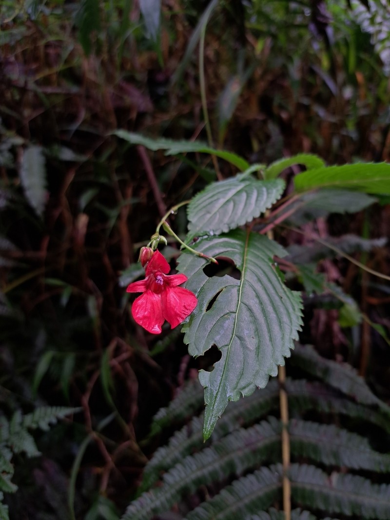 Impatiens fischeri photo 3