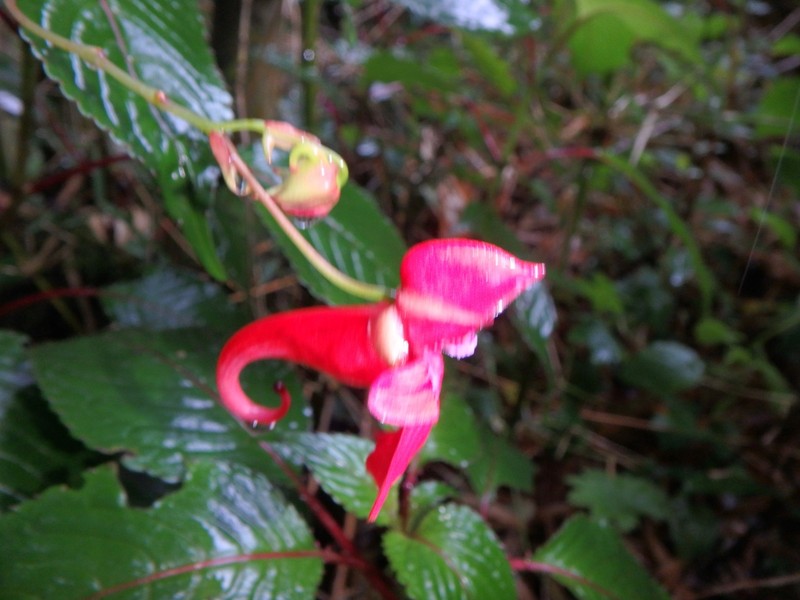 Impatiens fischeri photo 4