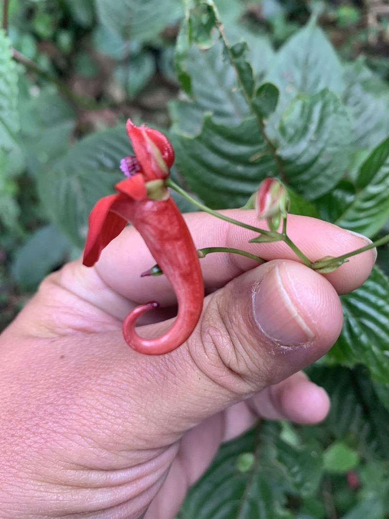 Impatiens fischeri photo 5