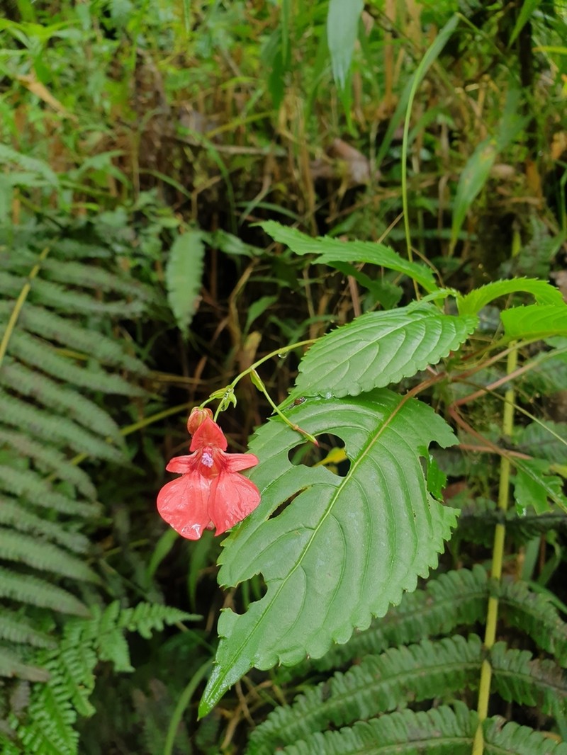 Impatiens fischeri photo 6