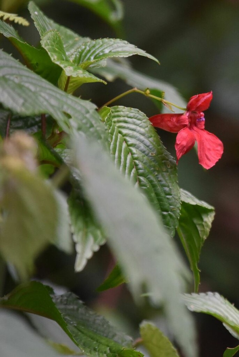 Impatiens fischeri photo 7