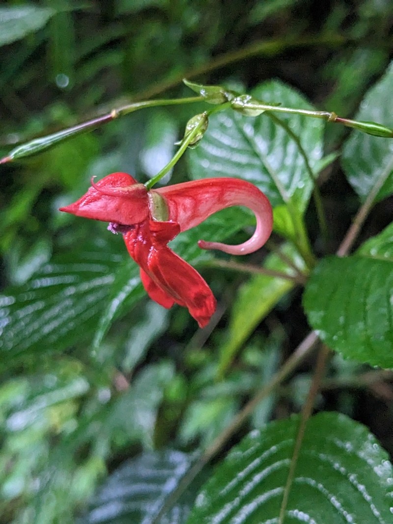 Impatiens fischeri photo 8