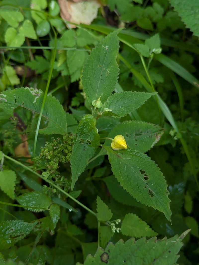 Impatiens fissicornis
