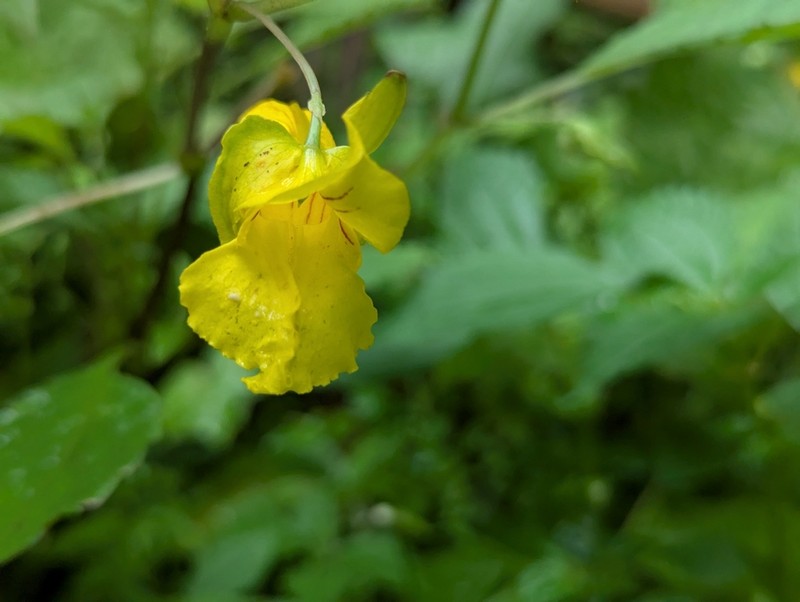 Impatiens fissicornis photo 2