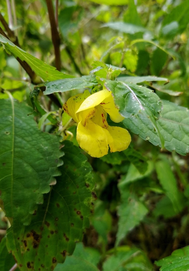 Impatiens fissicornis photo 3