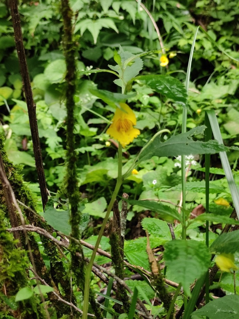 Impatiens fissicornis photo 4