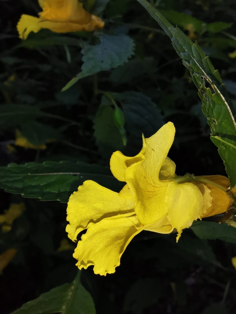 Impatiens fissicornis photo 5