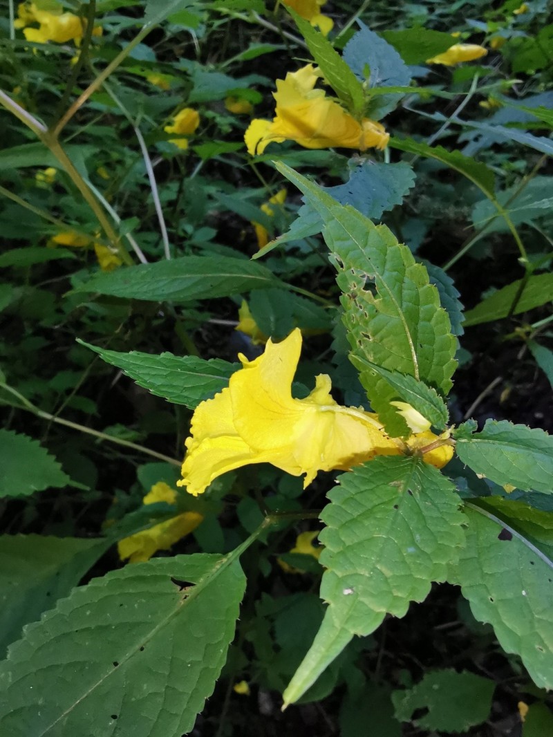 Impatiens fissicornis photo 6