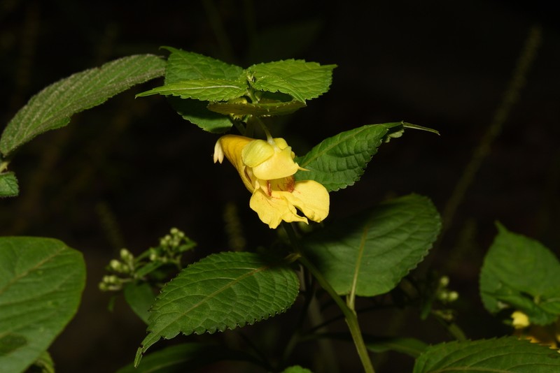 Impatiens fissicornis photo 7