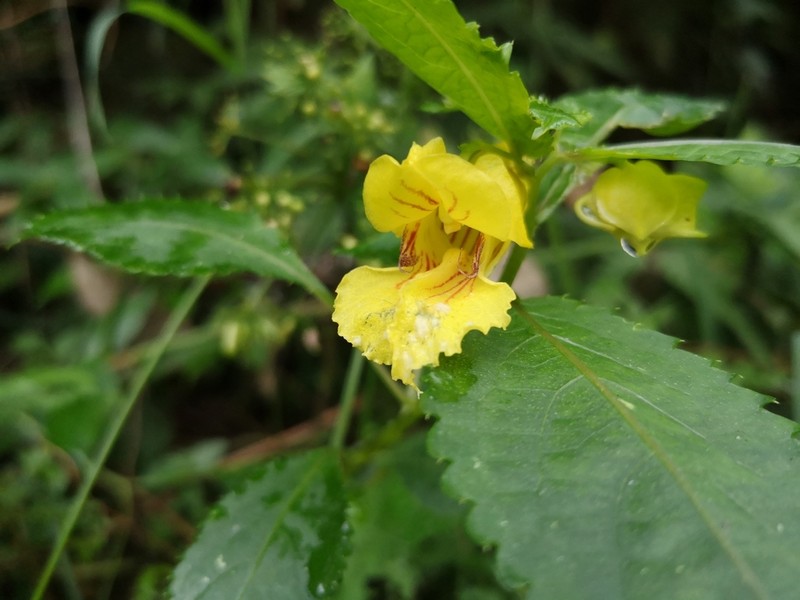 Impatiens fissicornis photo 8