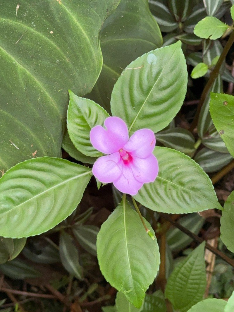 Impatiens flaccida