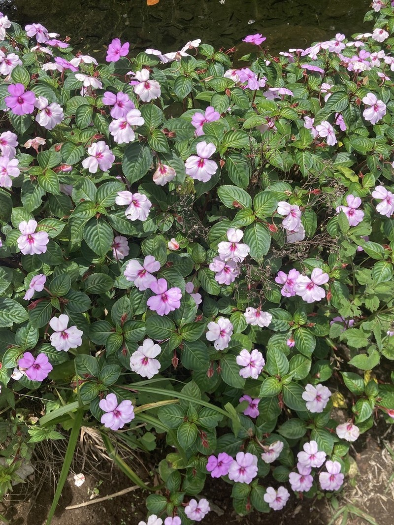 Impatiens flaccida photo 2