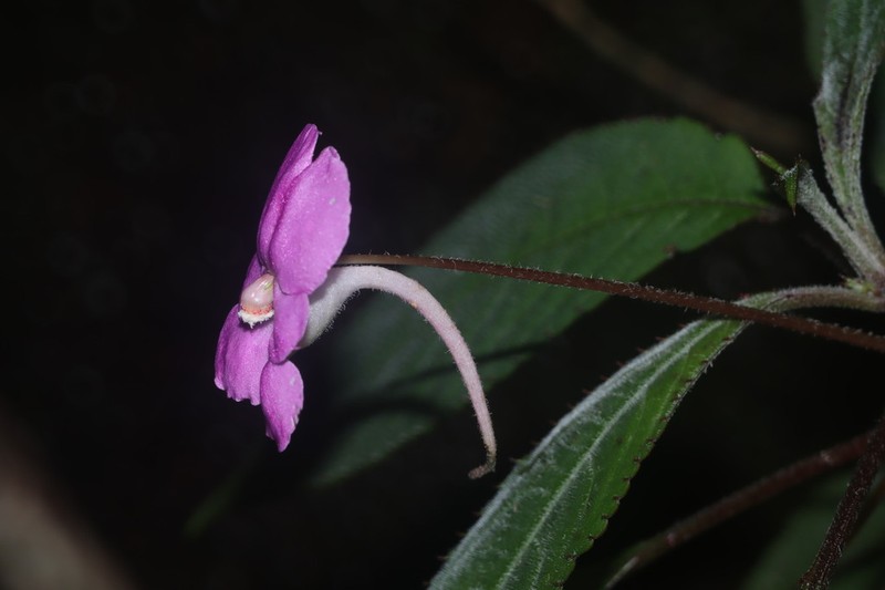 Impatiens flaccida photo 3