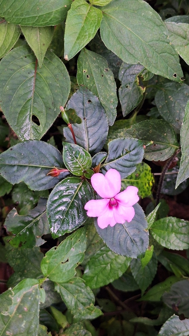 Impatiens flaccida photo 4