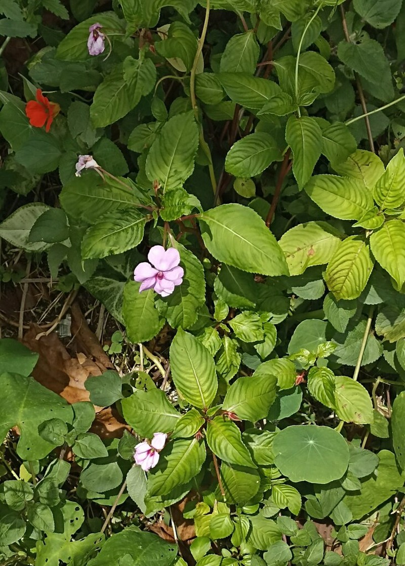 Impatiens flaccida photo 5