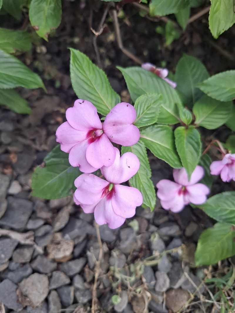 Impatiens flaccida photo 6