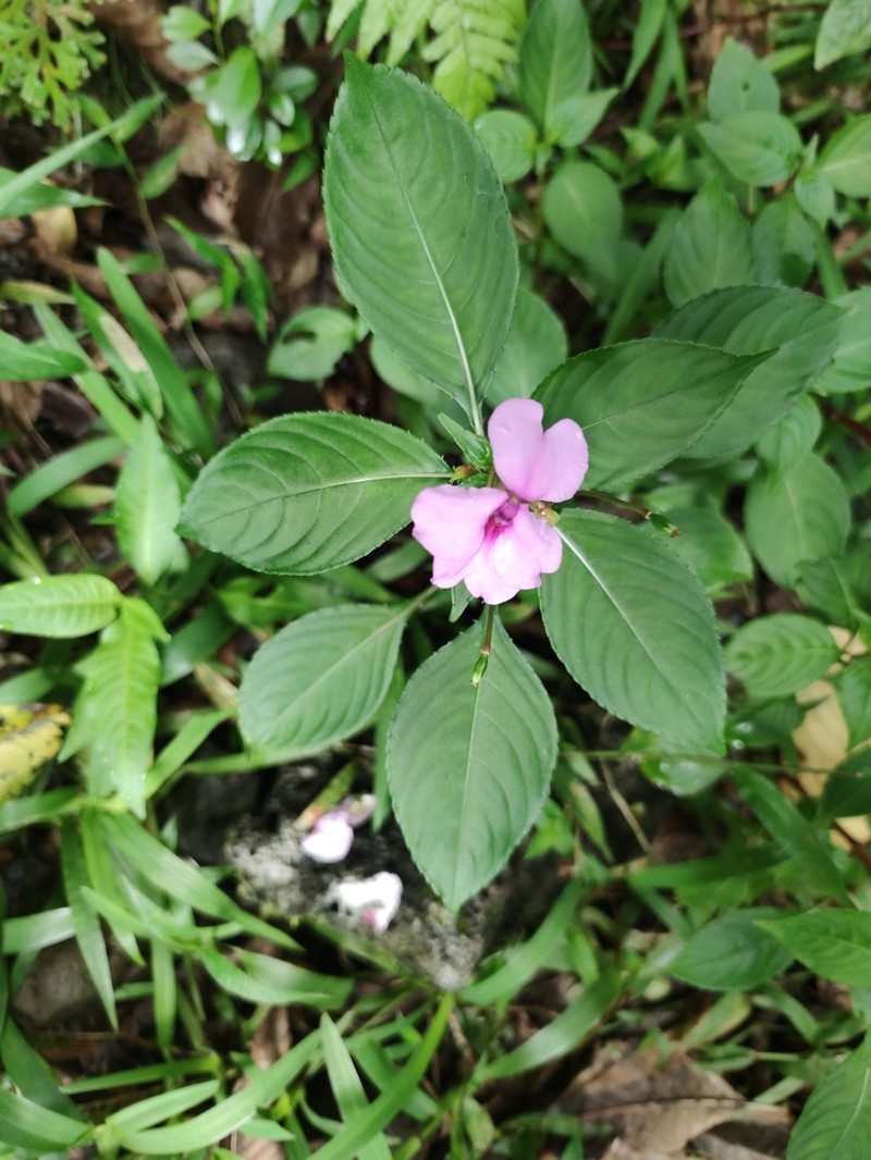 Impatiens flaccida photo 7