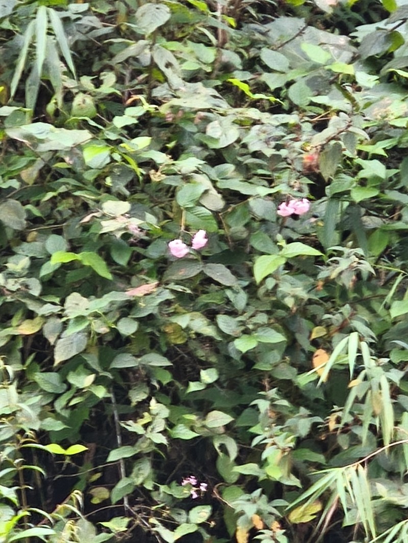 Impatiens flaccida photo 8