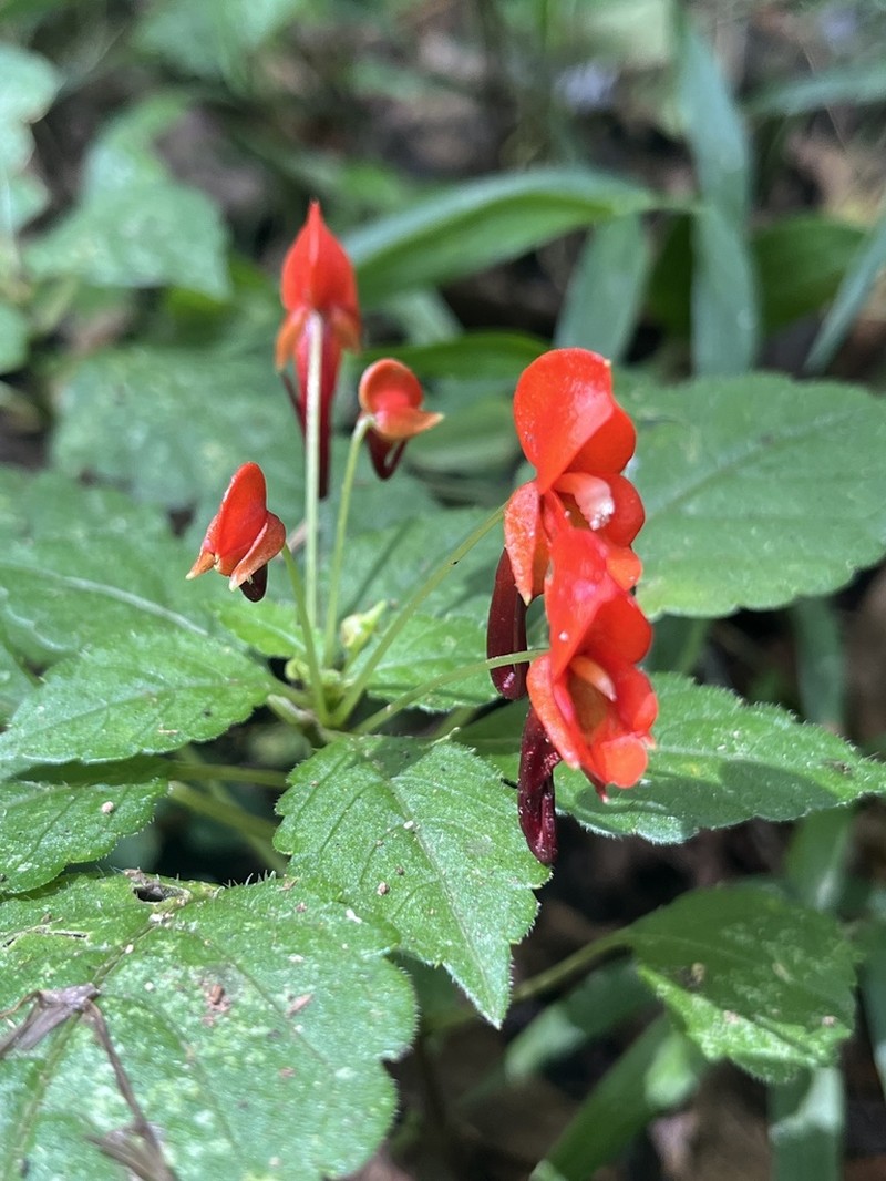 Impatiens flammea