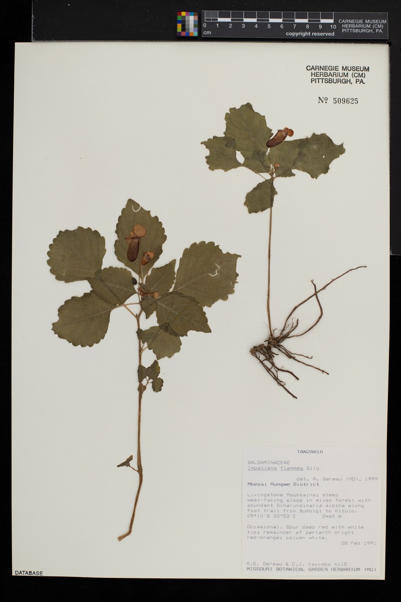 Impatiens flammea photo 2