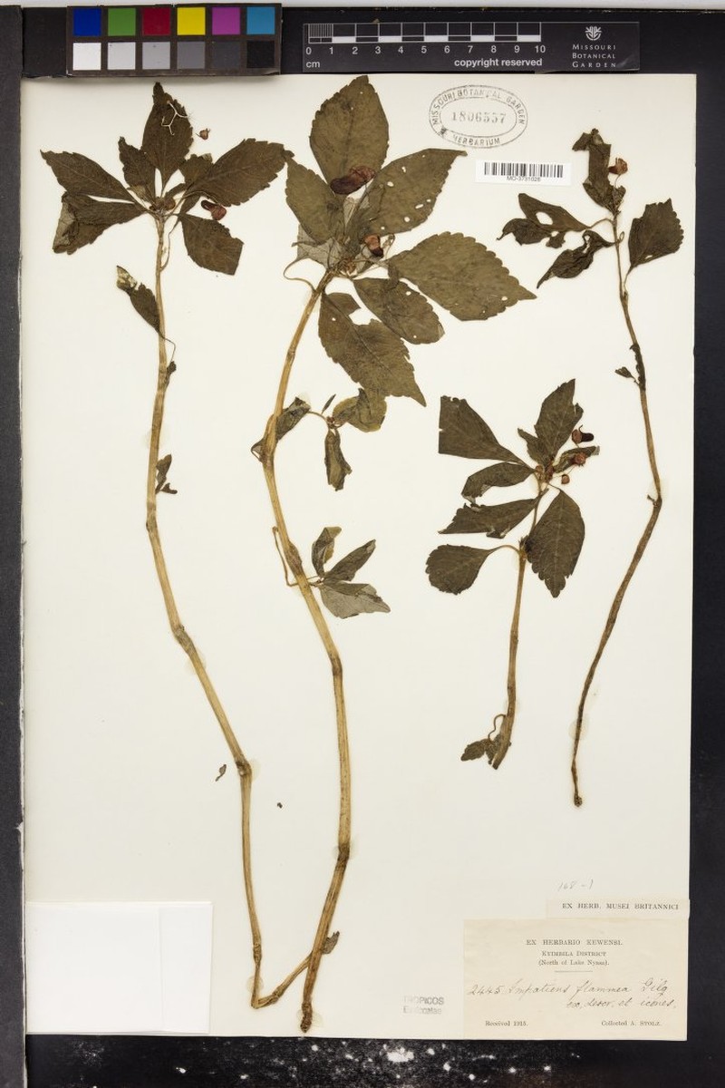 Impatiens flammea photo 3