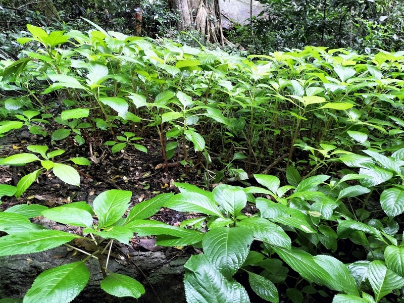 Impatiens flanaganiae