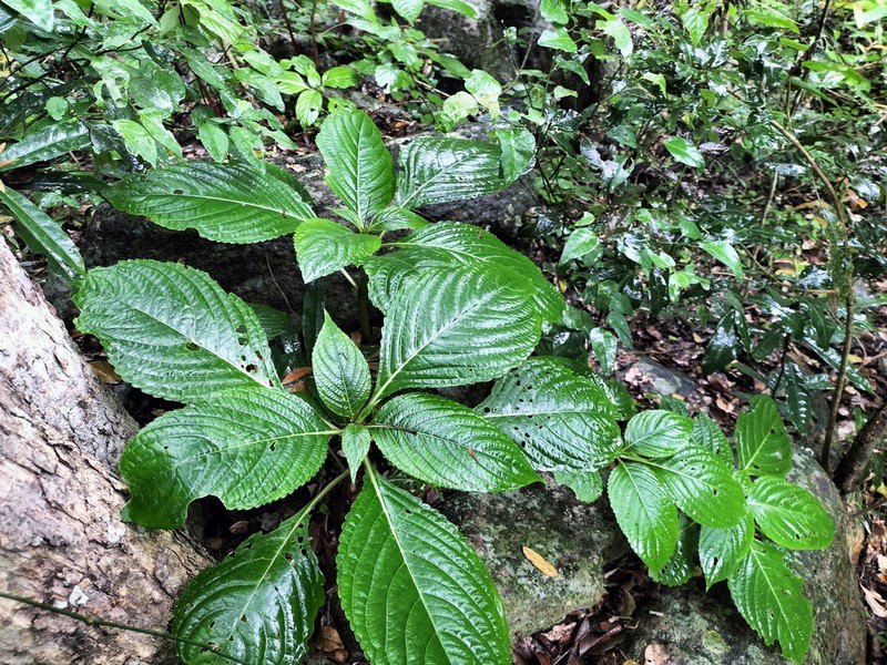 Impatiens flanaganiae photo 2