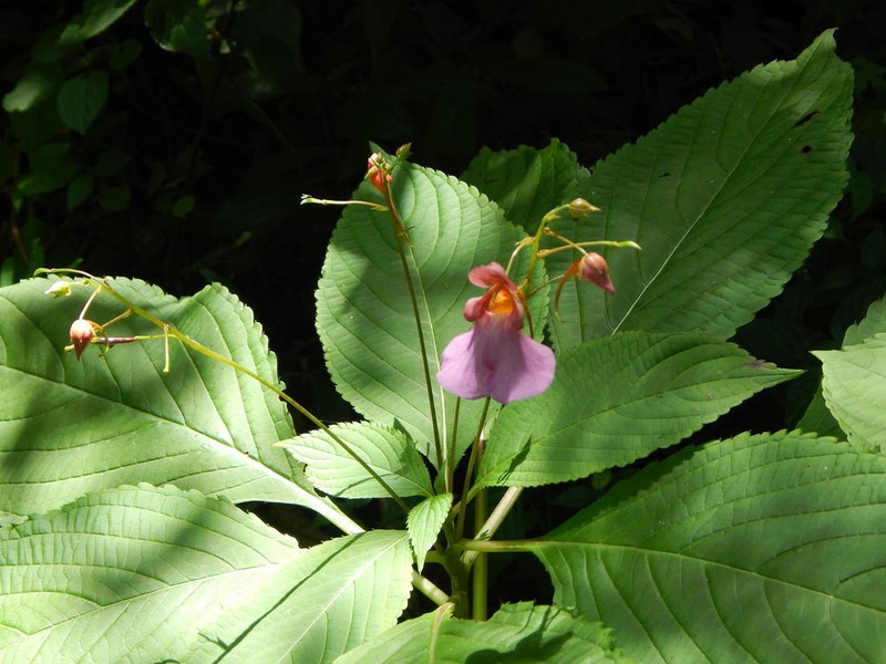 Impatiens flanaganiae photo 3