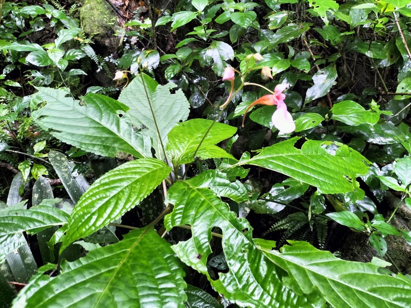 Impatiens flanaganiae photo 5