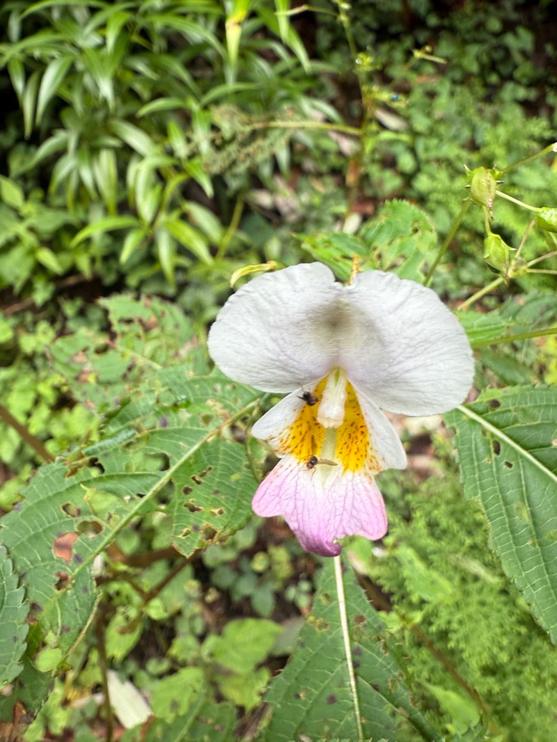 Impatiens flemingii