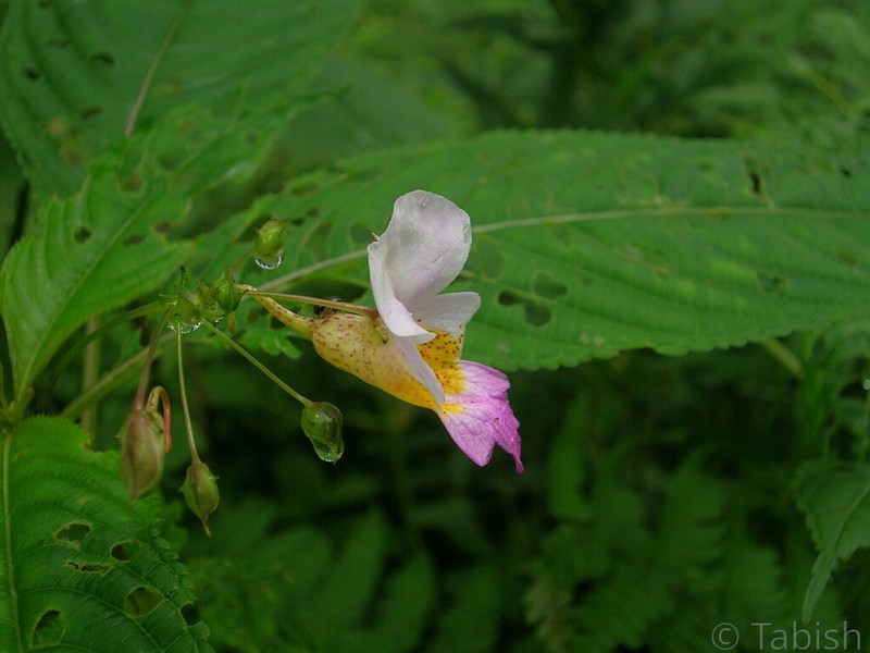 Impatiens flemingii photo 2