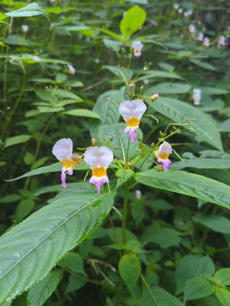 Impatiens flemingii photo 3
