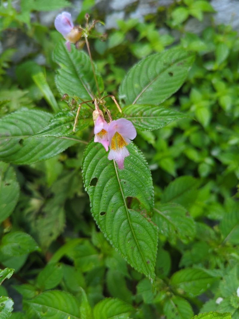 Impatiens flemingii photo 4