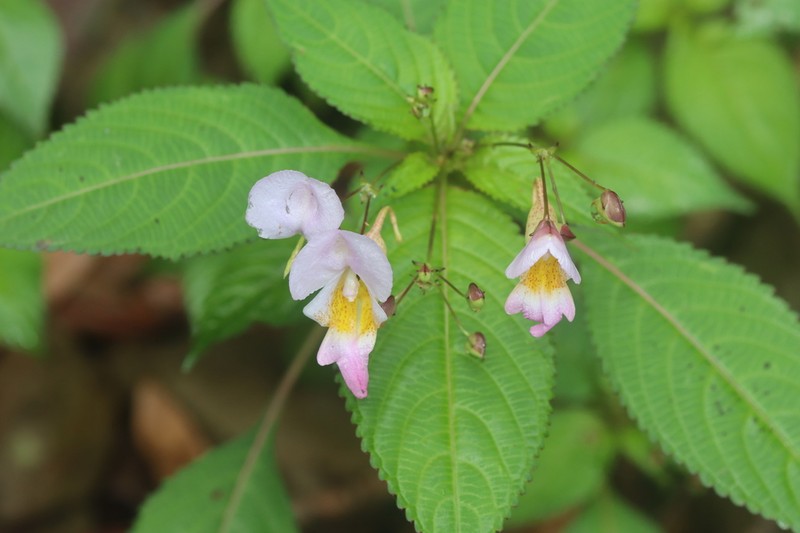 Impatiens flemingii photo 5