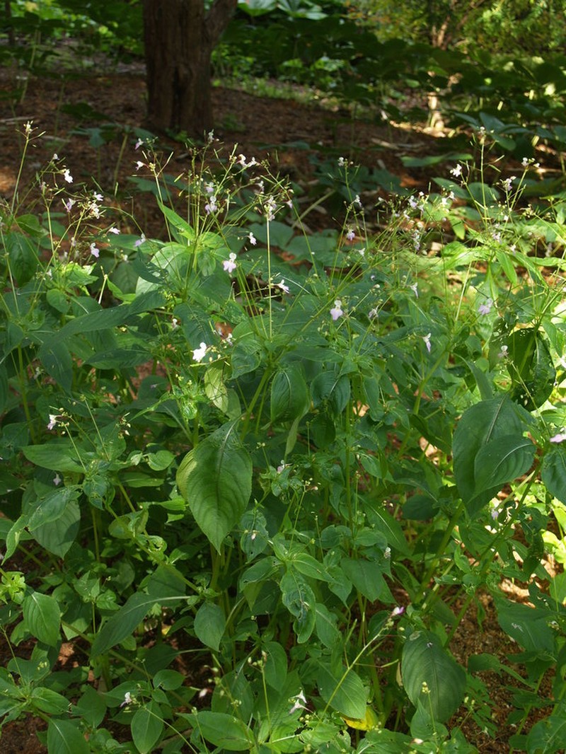 Impatiens flemingii photo 7