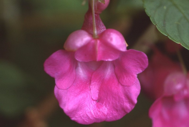 Impatiens floretii