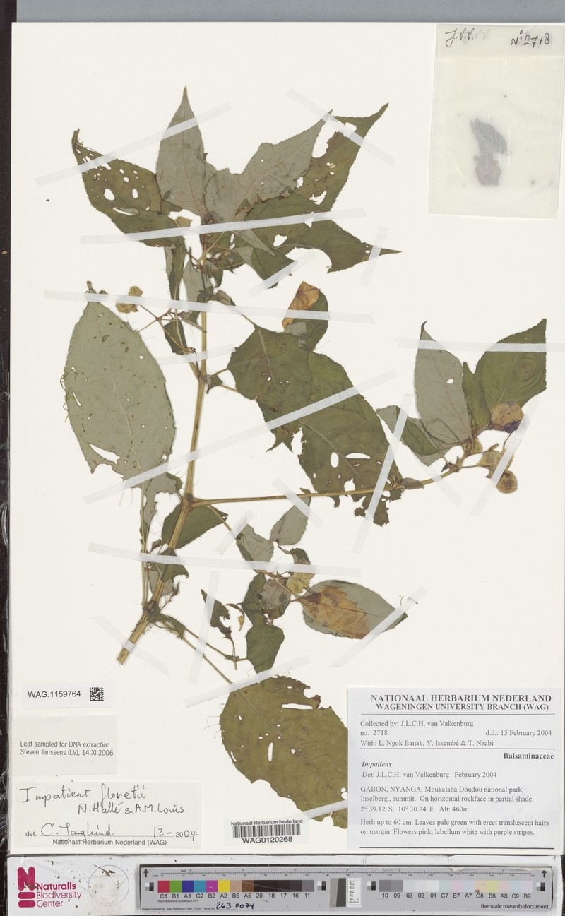 Impatiens floretii photo 2