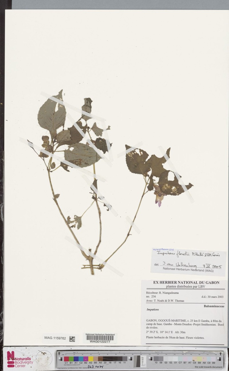 Impatiens floretii photo 3