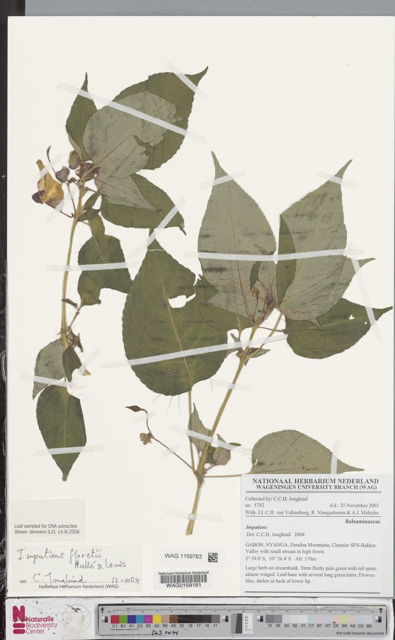 Impatiens floretii photo 5