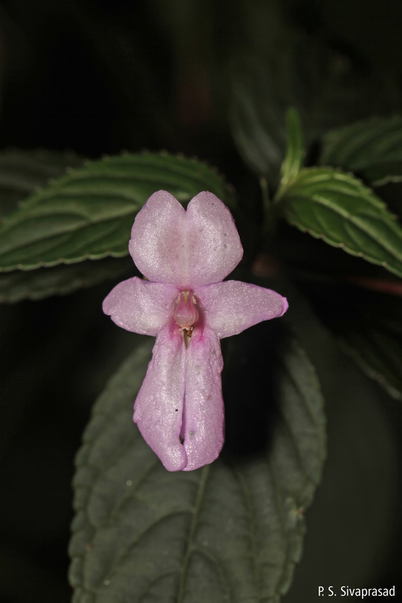 Impatiens floribunda photo 2