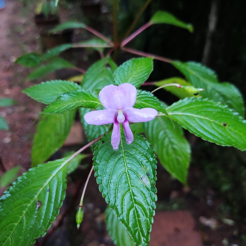 Impatiens floribunda