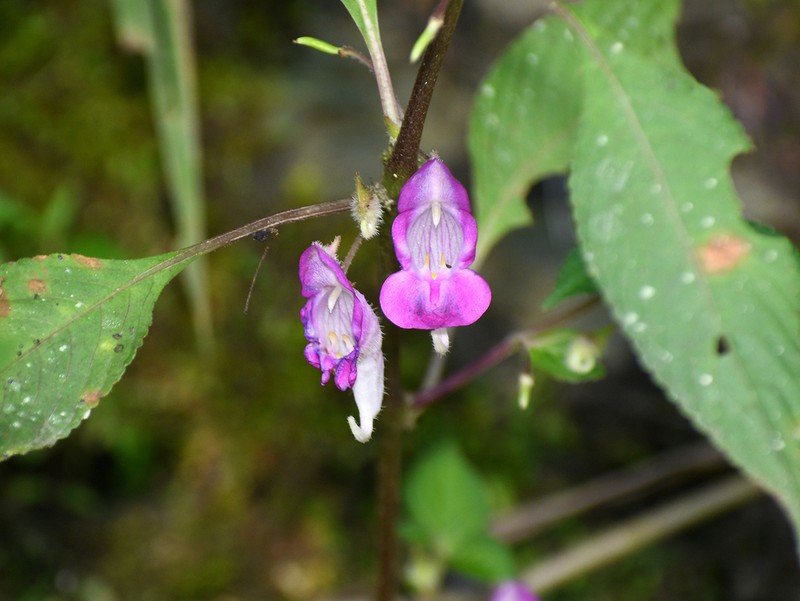 Impatiens florigera