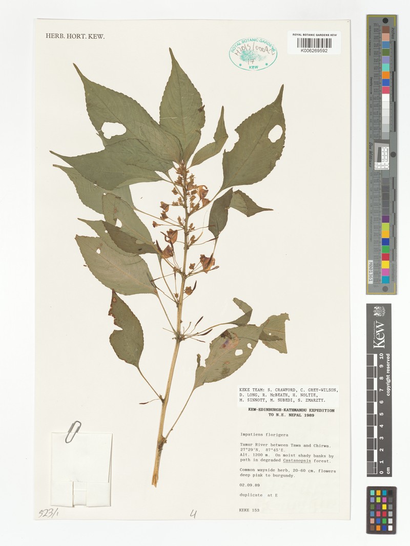 Impatiens florigera photo 2