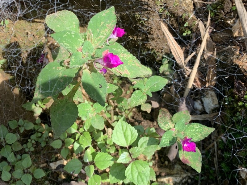 Impatiens florulenta photo 2