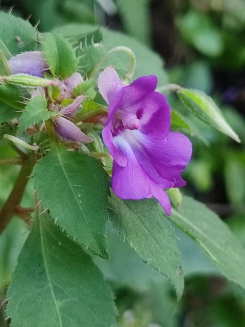 Impatiens florulenta photo 5