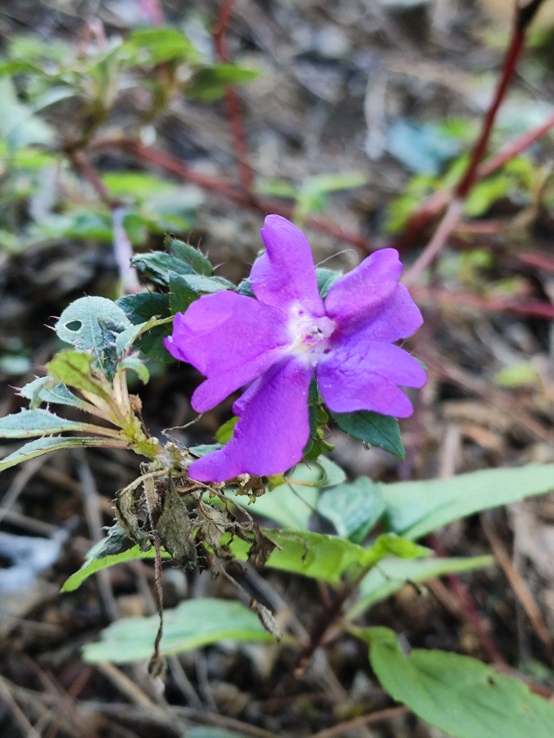 Impatiens florulenta photo 6