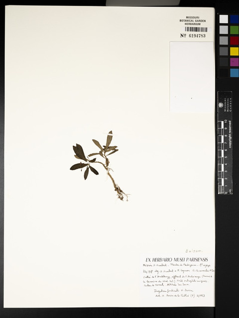 Impatiens fontinalis photo 2