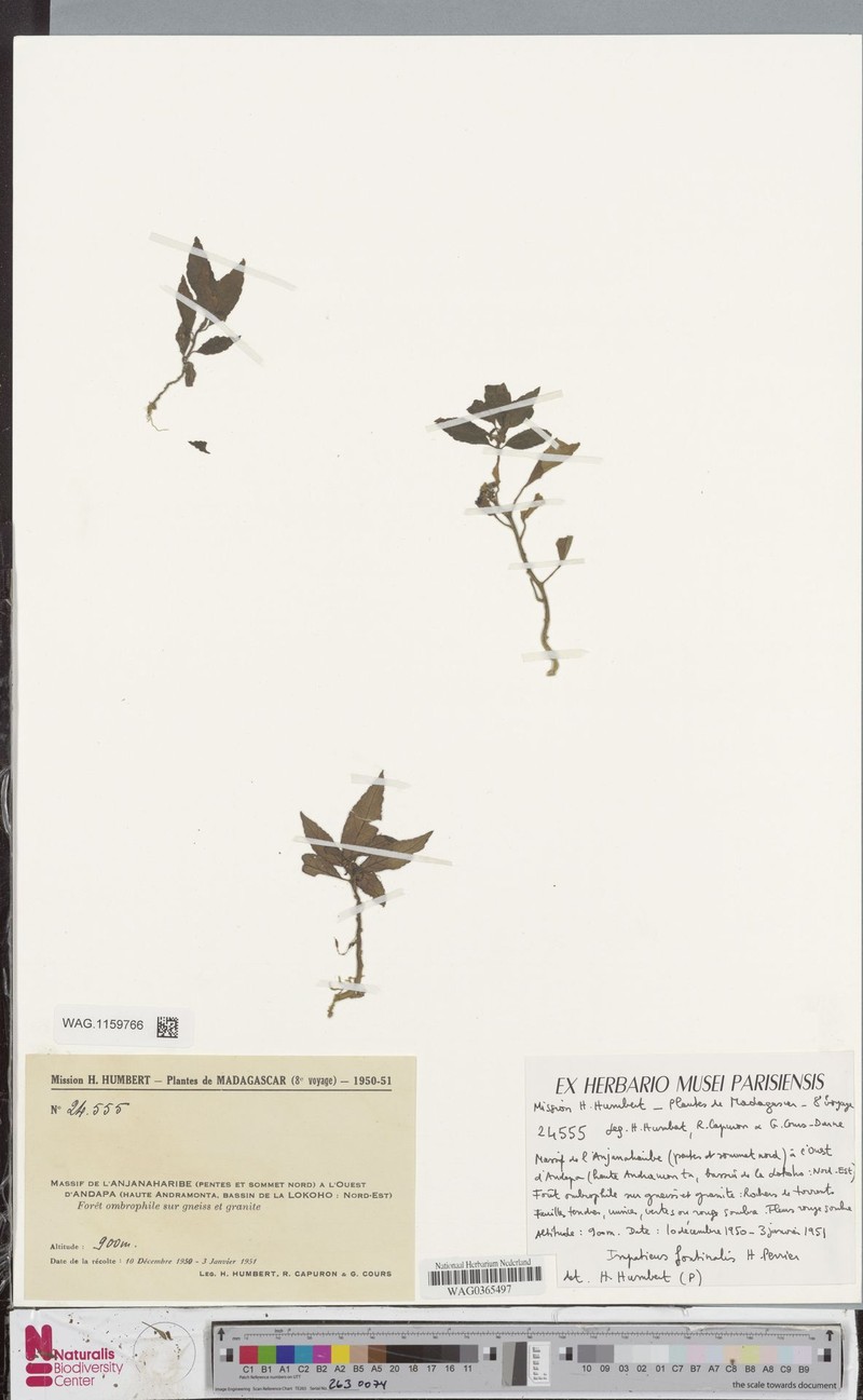 Impatiens fontinalis photo 3