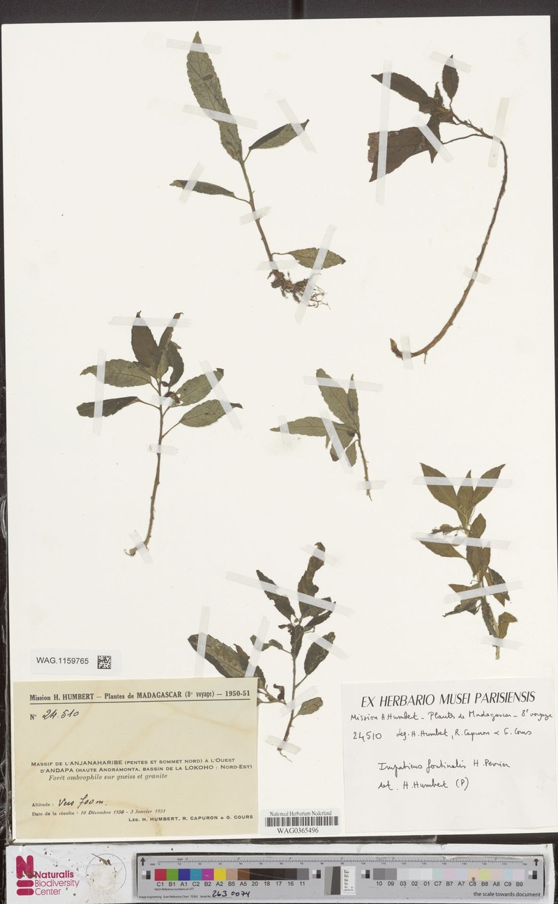 Impatiens fontinalis photo 4